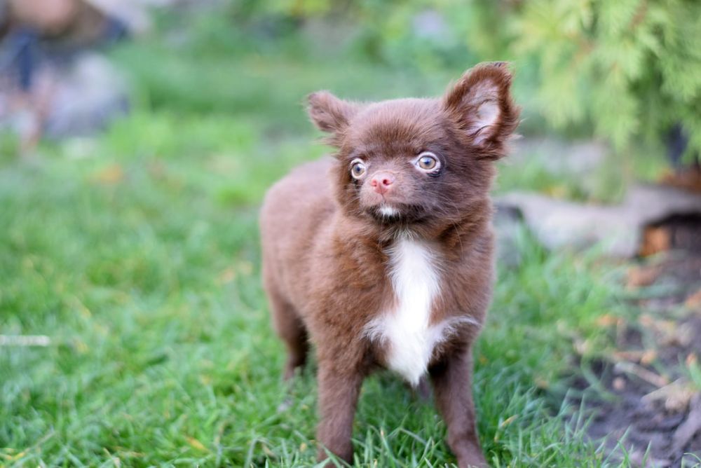 Довгошерстна дівчинка чихуахуа