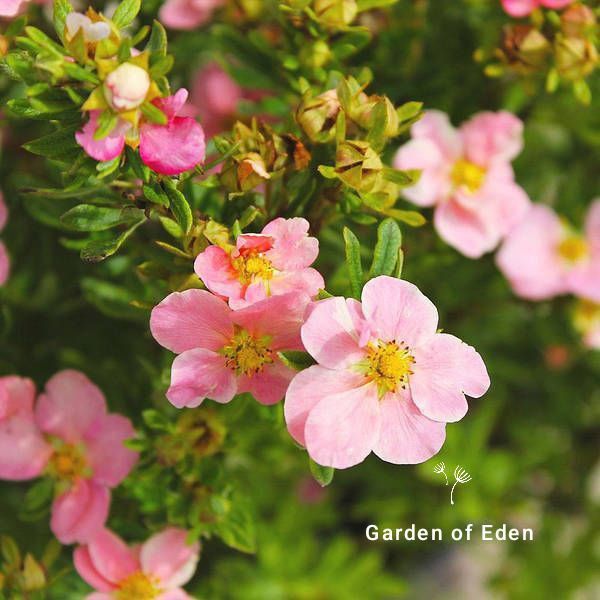 Саженцы. Декоративные растения. Кустарники