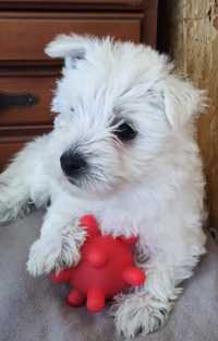 Suczka Aria z rodowodem West Highland White Terrier