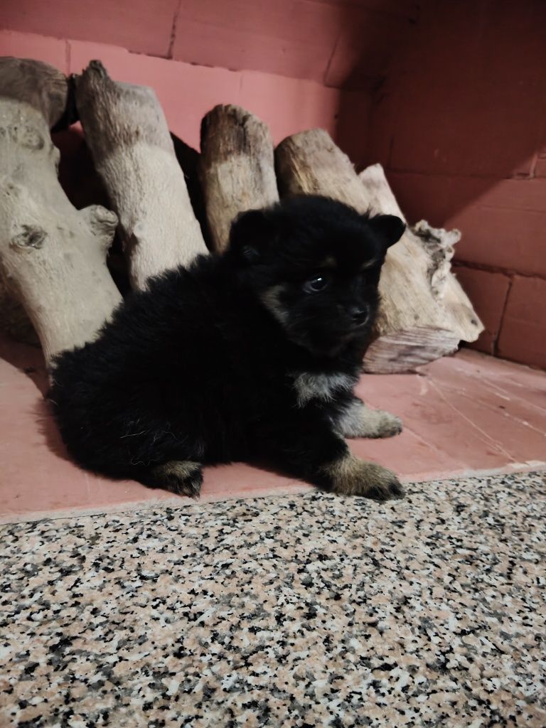 Spitz alemã fêmea