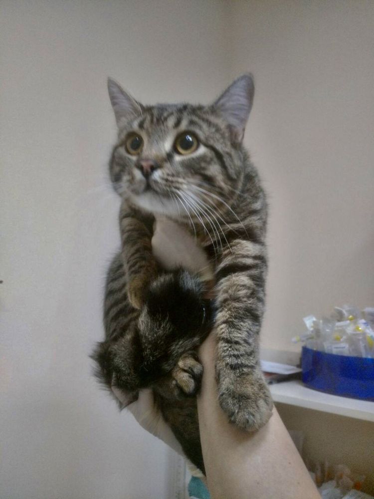 Чудо котик в отвественную семью!