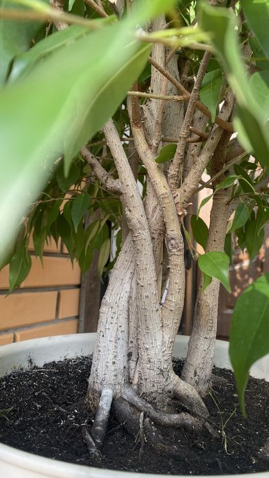 Фікус Бенджаміна