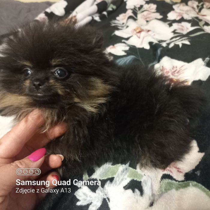Mini szpic miniaturowy pomeranian