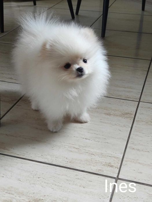 Szczeniak Ines ZHPR UCI Gotowy do odbioru