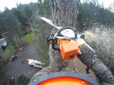 Видаленя дерев,корчування пнів,подрібнення гілок,зачистка територіі