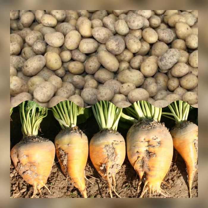 Продам дрібну та насінну картоплю / кормовий буряк