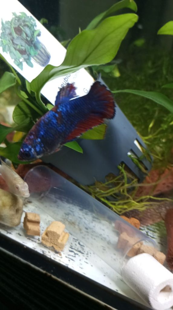 Vendo várias fêmeas bettas splendens halfmoon koy Galaxy e candy e Nem