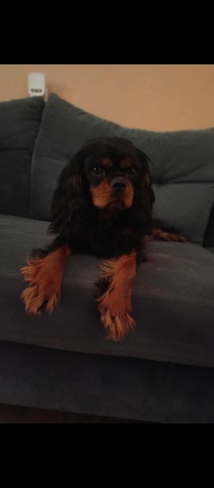 Zapowiedź maluszków Cavalier King Charles spaniel Zapraszam