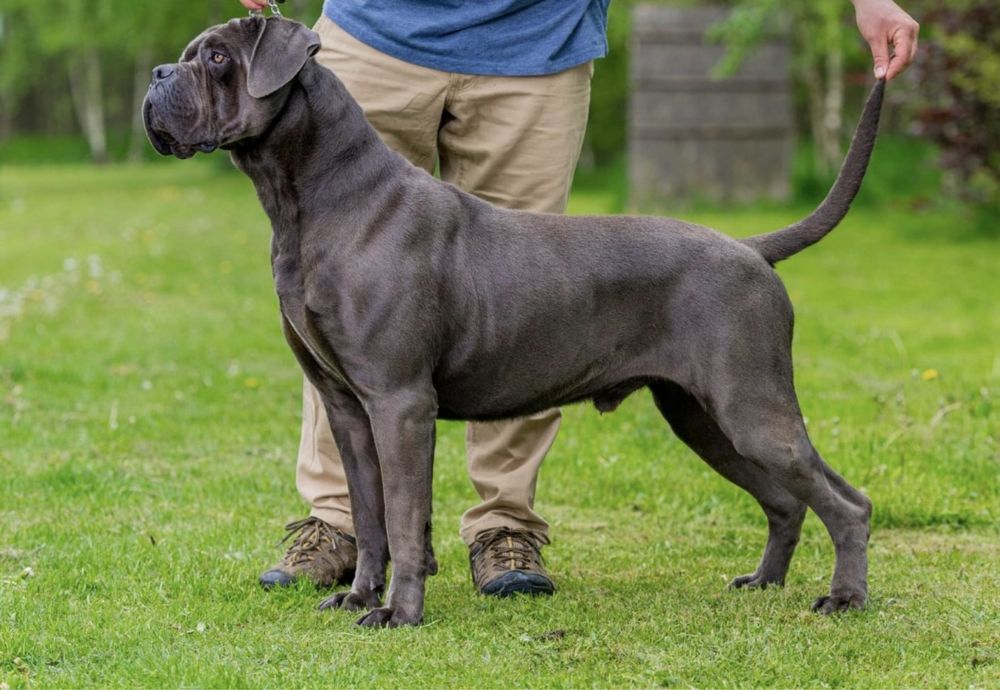 Szczeniaki Cane Corso italiano FCI