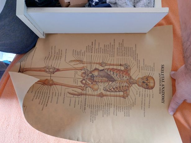 Anatomia de um esqueleto