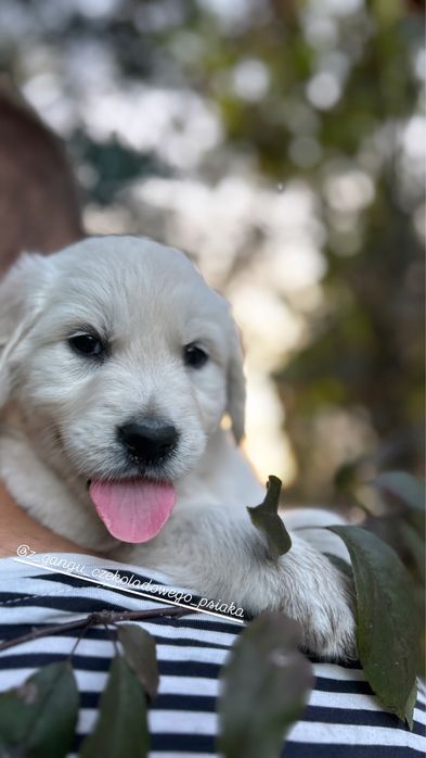 Golden Retriever biszkoptowy szczeniak