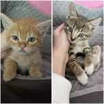 Koty Rumianek i Tymianek do adopcji