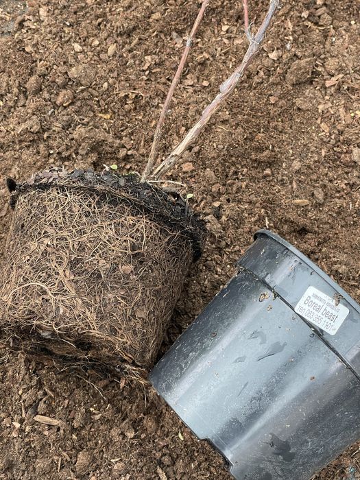 Жимолость. Колекція сортів.