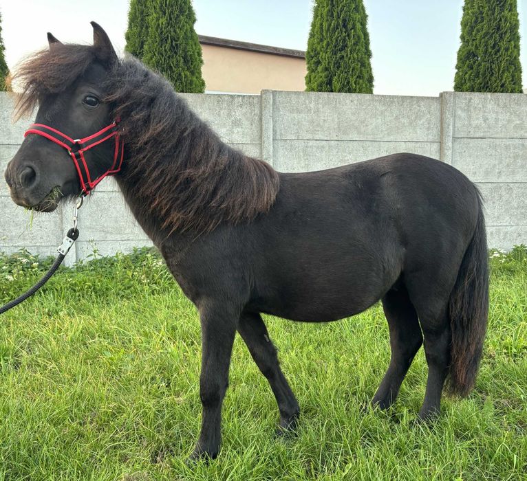 Kuc szetlandzki, ogier, kucyk , kary, pełne pochodzenie