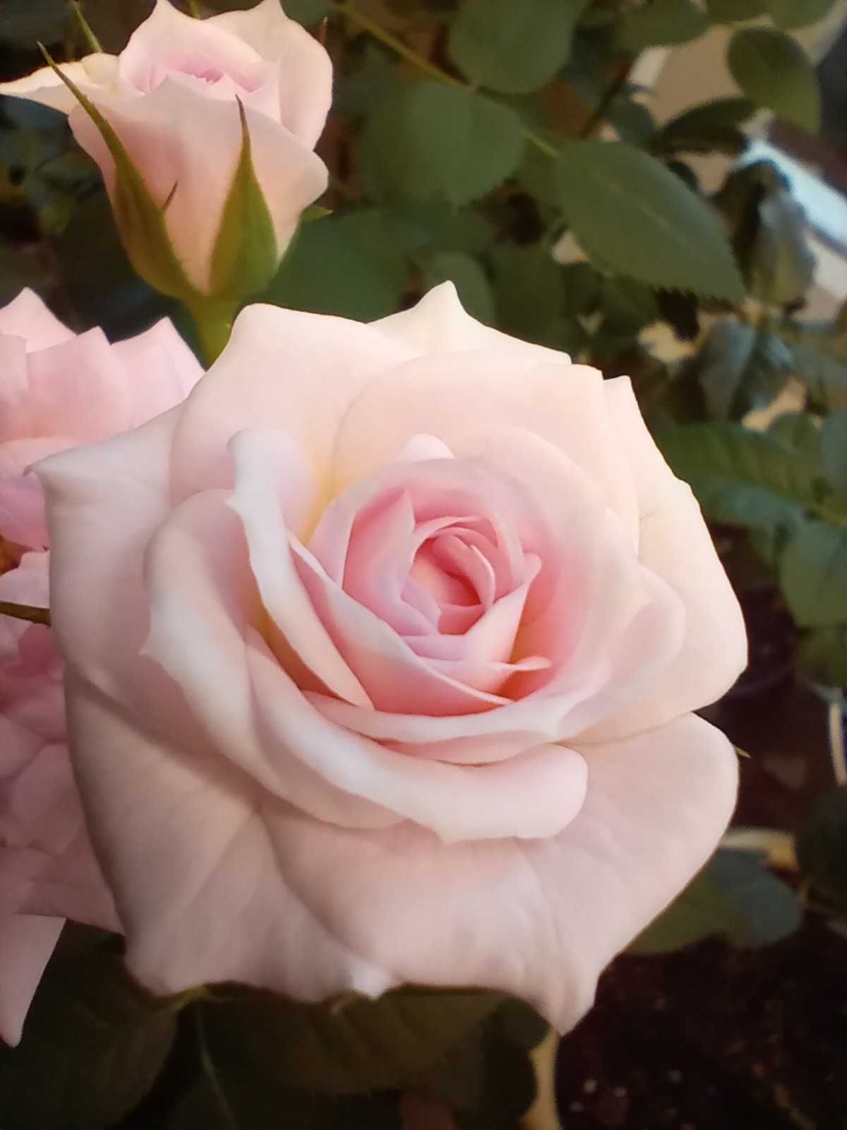 Роза комнатная нежно-розовая комнатные растения цветы горшочны троянда