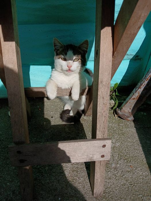 Кішечка шукає сімю