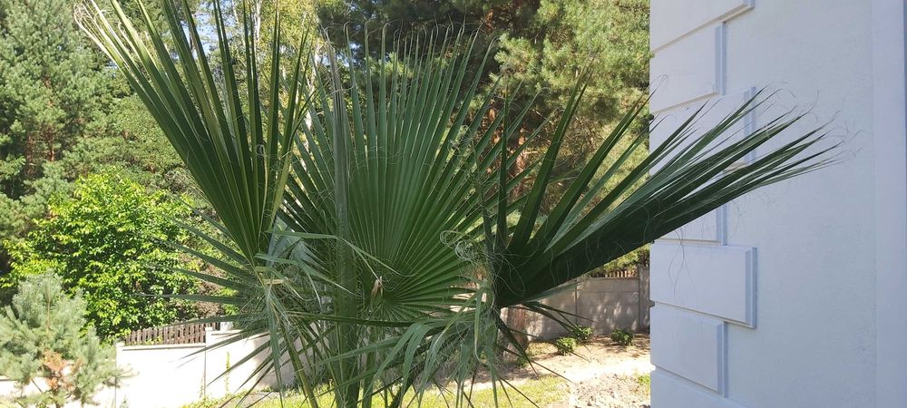 Palma Washingtonia filifera – ok. 250 cm z doniczką