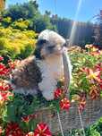 Shih tzu suczka z rodowodem