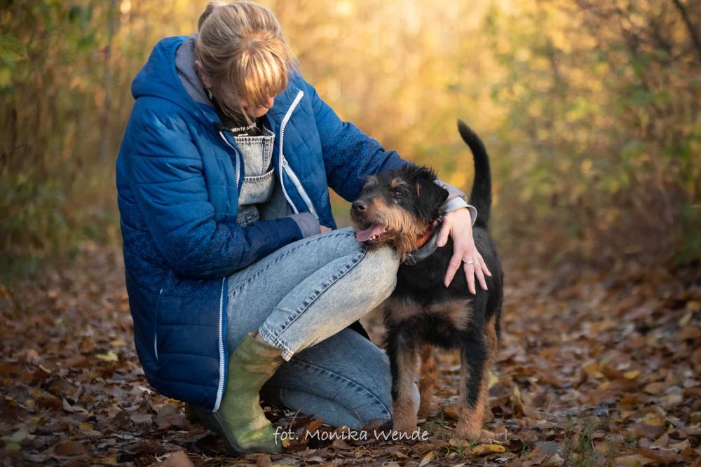Barnej mały pies z wielkim sercem szuka swojego człowieka