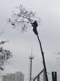 Арбористы,автовышка спил,обрезка деревьев Одесса 100% аккуратности