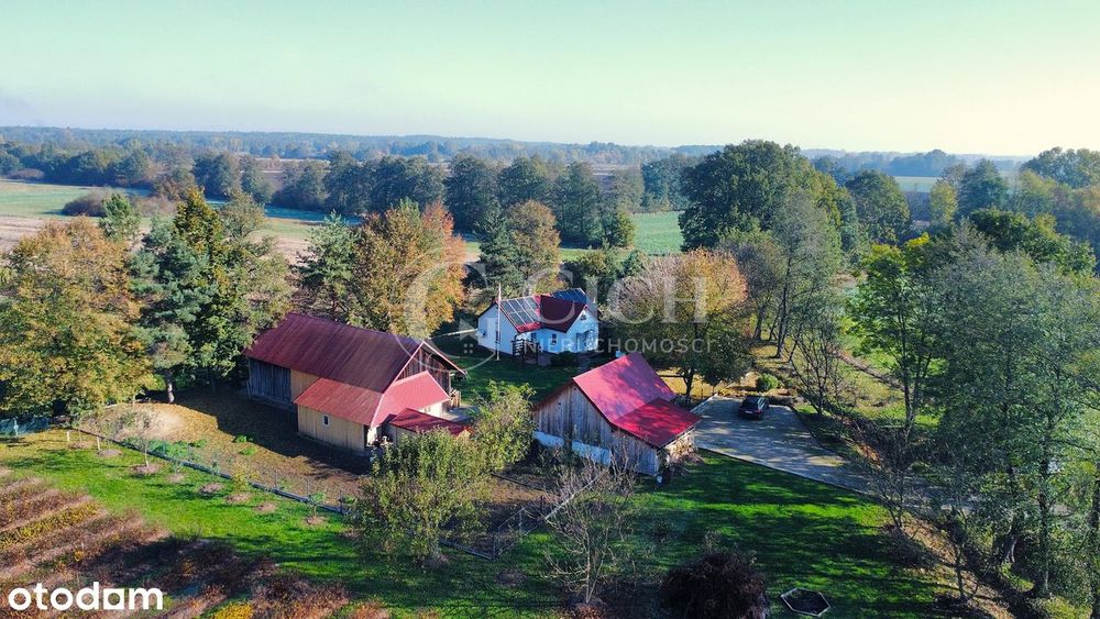 Zadbane siedlisko z prosperującą plantacją jagody kamczackiej.
