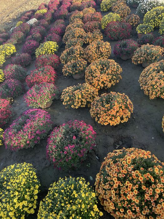 Chryzantemy tanio !!