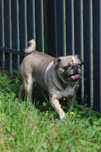Mops Samiec Blue Fawn