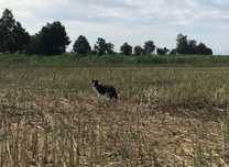 Oddam pieska Border Collie