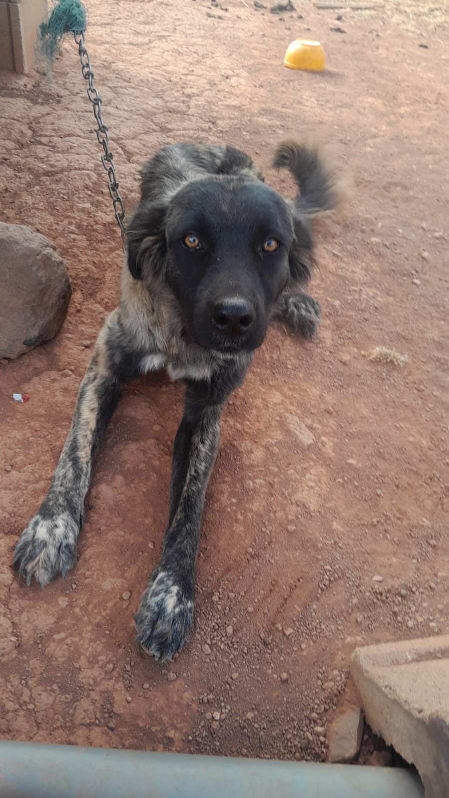 Doa se casal  de cães de 8 meses