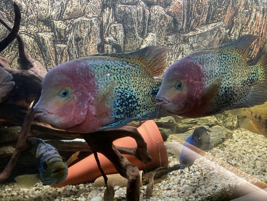 Pielegnica wielobarwna