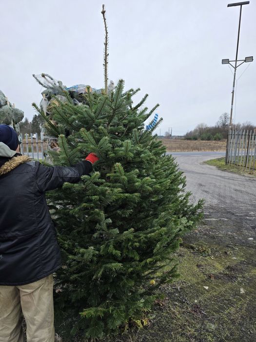 Jodła Kaukaska hurt Detal