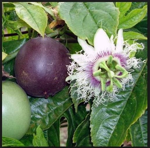 Maracujá roxo planta