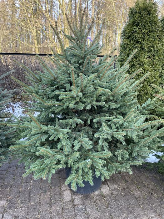 SOSNOWIEC CHOINKI świeże jodła świerk cięte doniczkowe śląsk