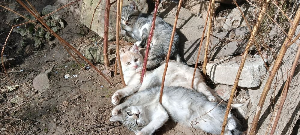 Віддамо котенят у добрі руки