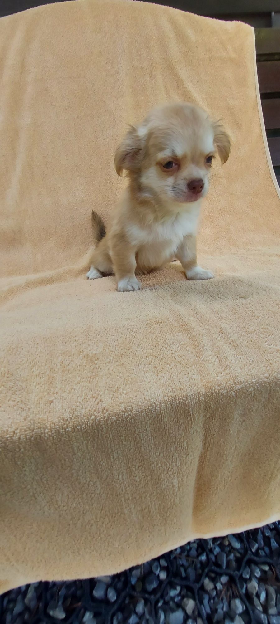 Chihuahua długowłosa piesek!