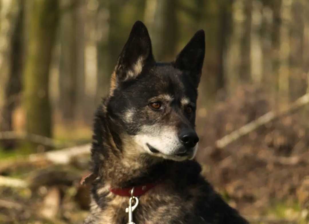 Wolf - majestatyczny Pan Pies szuka swojego człowieka!