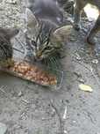 Маленький нежный котенок