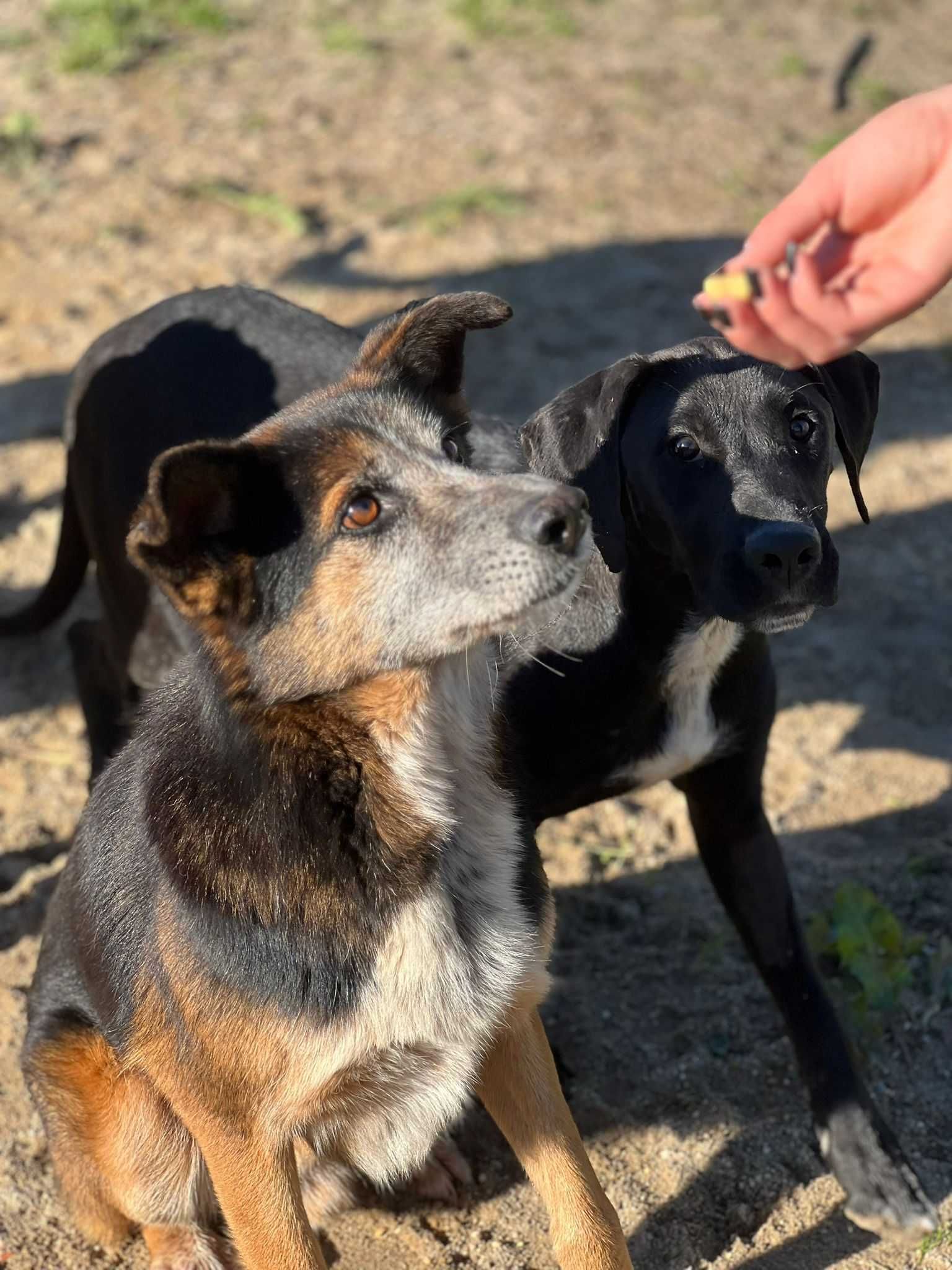 Cão para Adoção (Lobo)