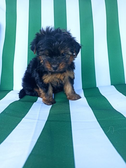 Йорік малюк хлопчик