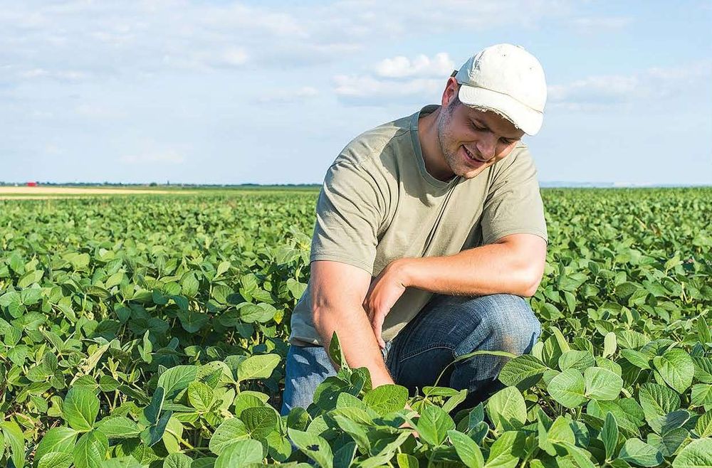 Посевная соя на посів