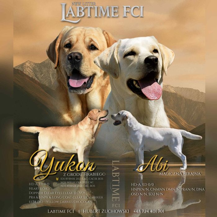 labrador retriver