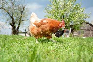 Інкубаційні Яйця ГОЛОШИЙКА