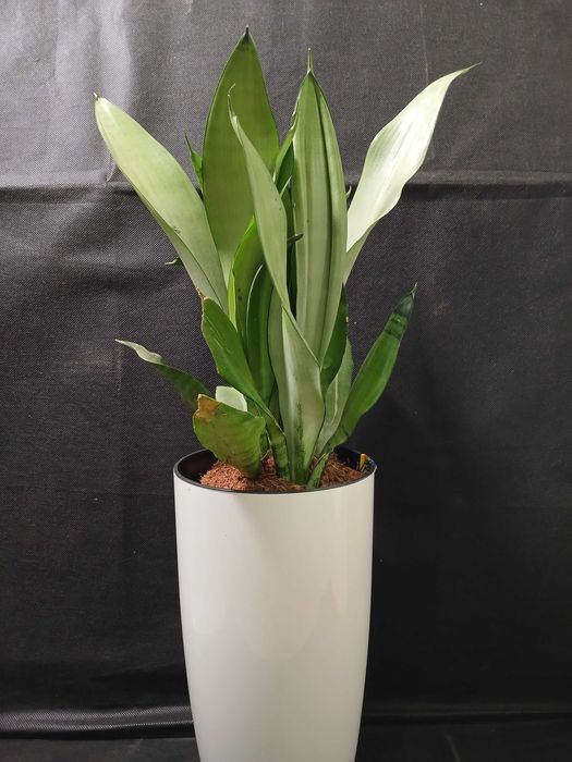 Мікс сансивієрів Хані. Сансивієріі Cylindrica і Мoonshine.