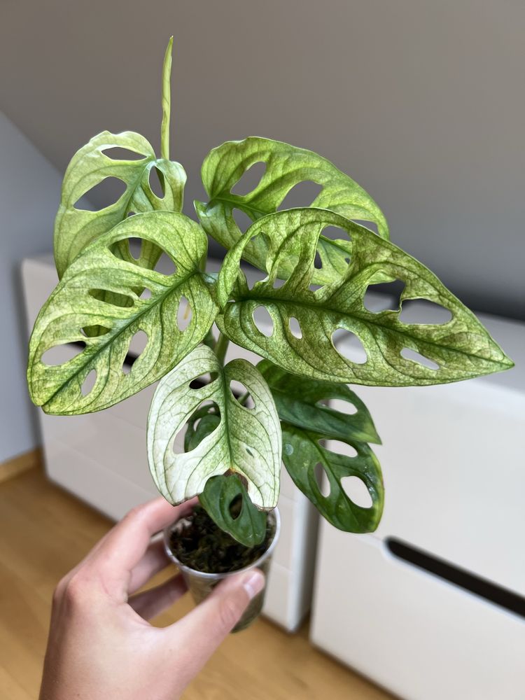 Monstera adansonii Variegata