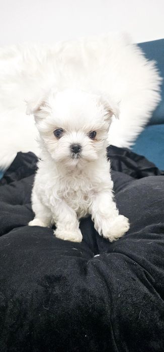 Maltańczyk sunia rodowód ZKWP FCI