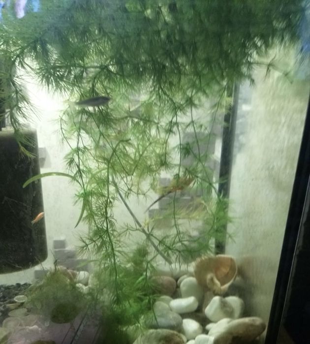 Аквариумные растения,водоросли,роголистник