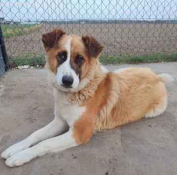 PILNIE potrzebny nowy domek dla Beni