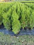 Tuja szmaragd 80cm doniczka C3 Thuja