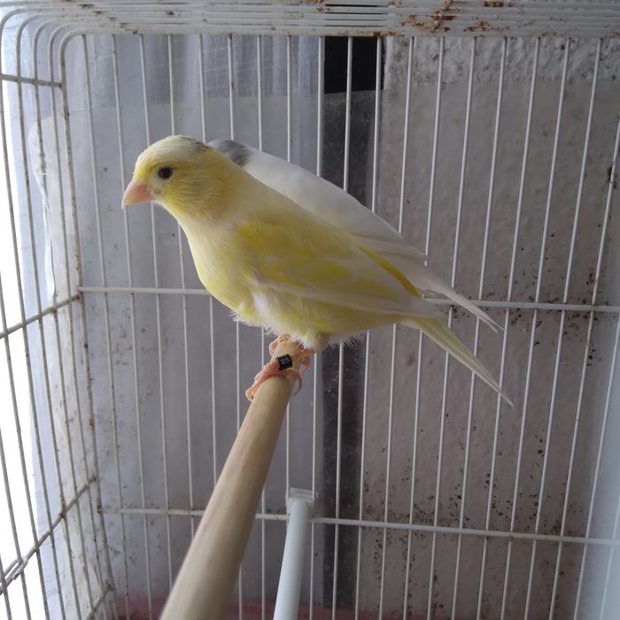 Canárias  Timbrados espanhol