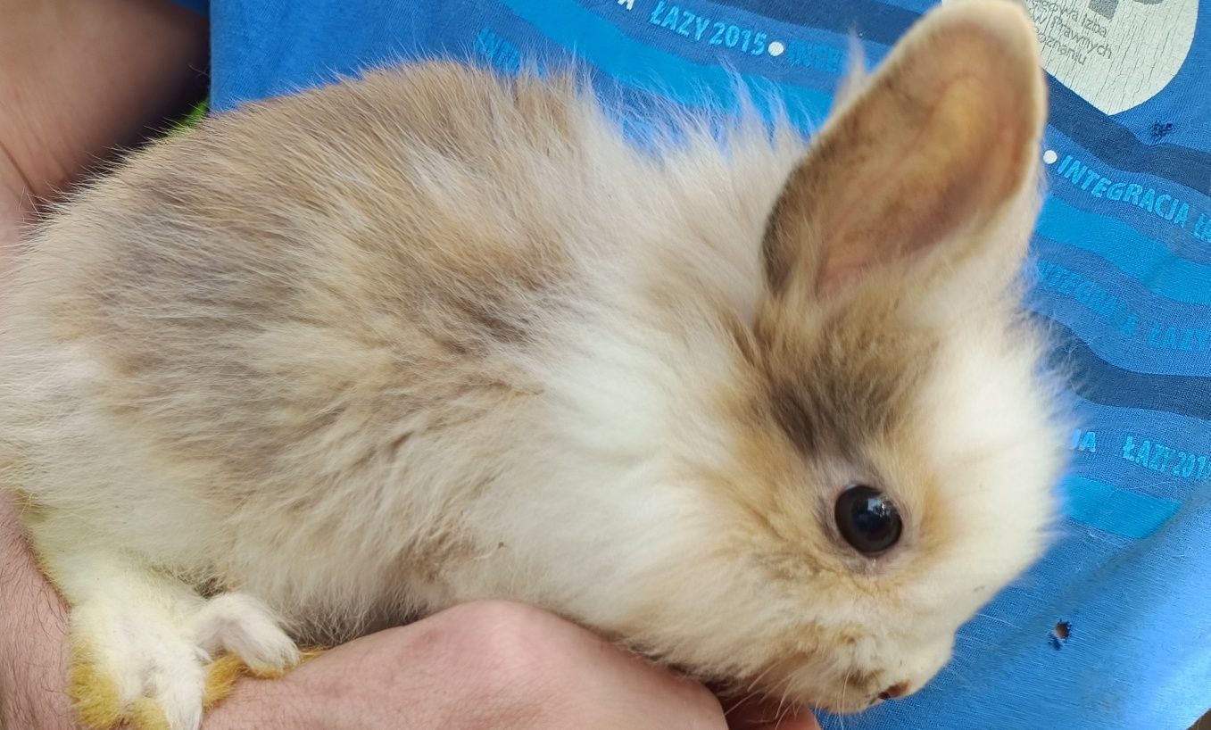 Miniatury króliczków angor i Karzełek Teddy